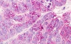 Motilin R/GPR38 Antibody, Novus Biologicals 50 &mu;g; Unconjugated:Antibodies,